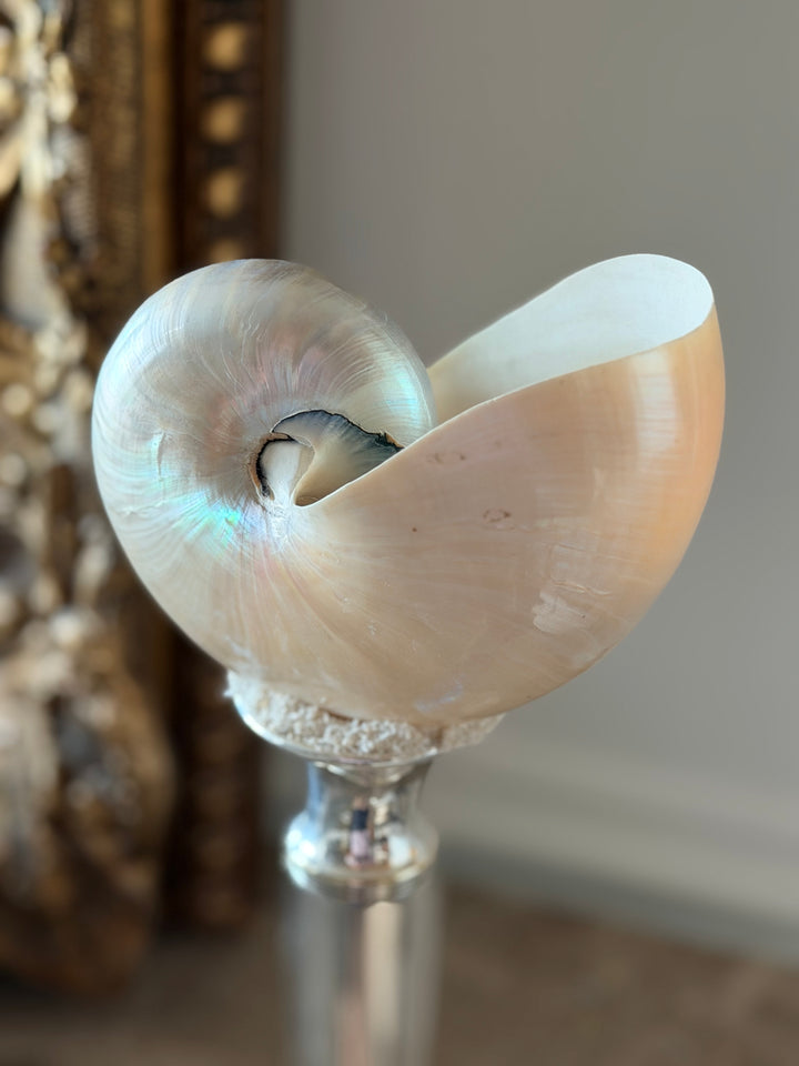 Contemporary Silver Mounted Nautilus Shell Studies - Pair