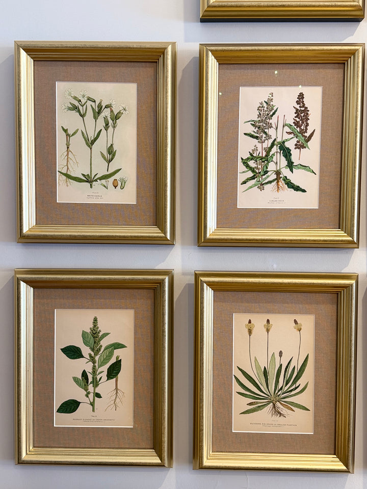 A Suite of Eight English Botanical Engravings, Late 19th Century