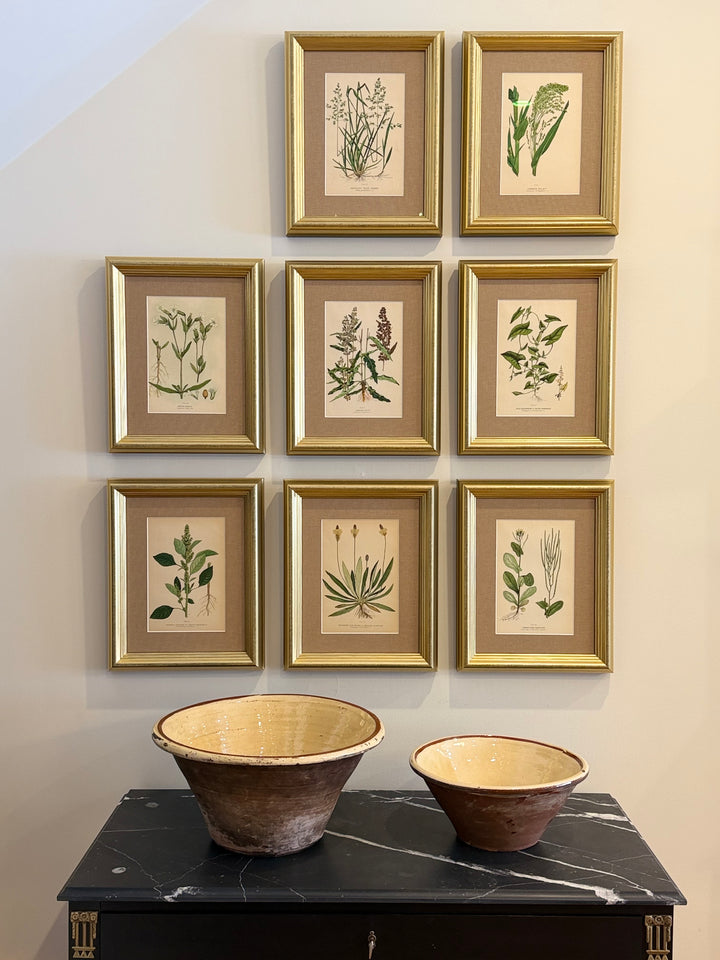 A Suite of Eight English Botanical Engravings, Late 19th Century