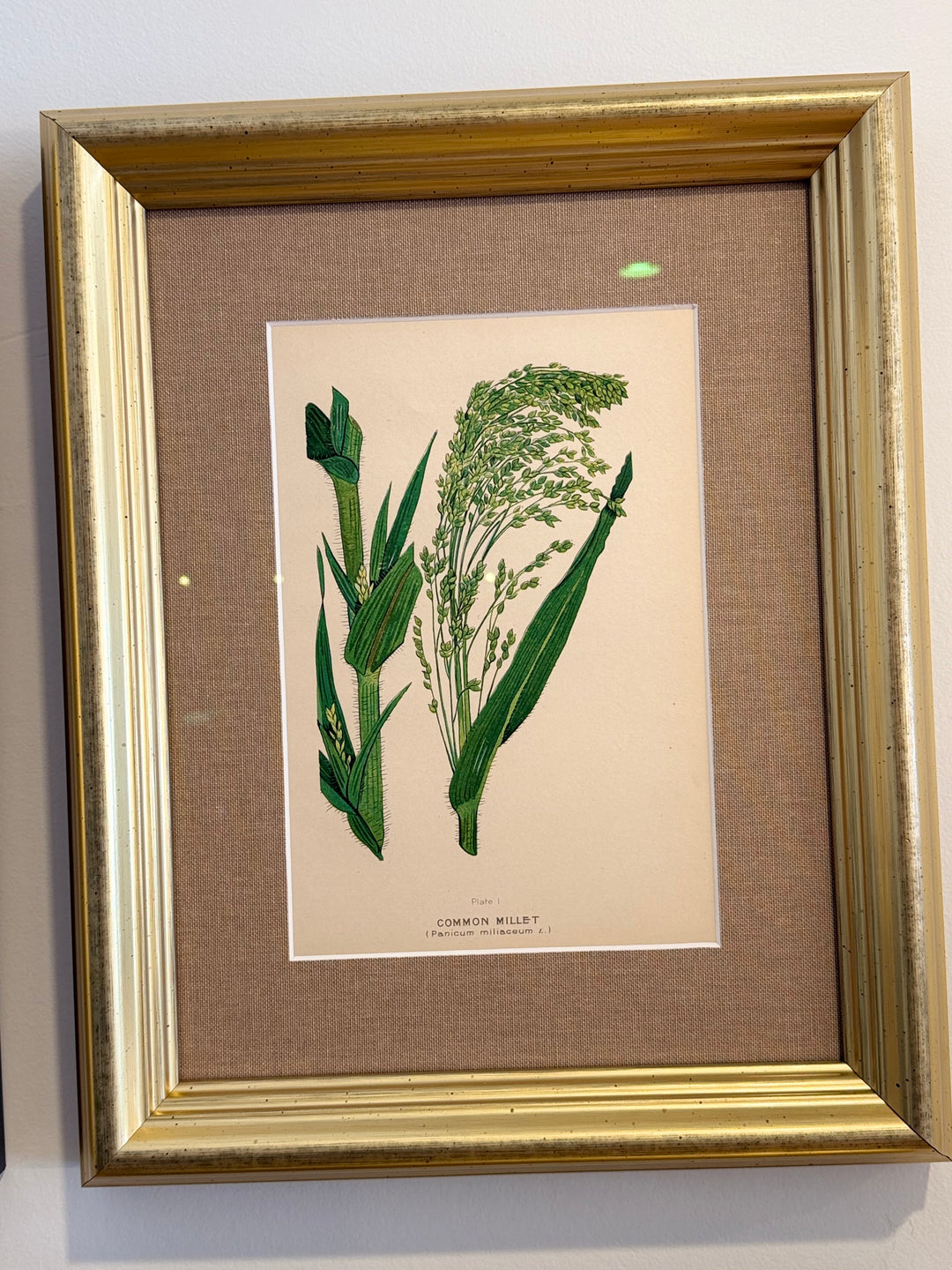 A Suite of Eight English Botanical Engravings, Late 19th Century