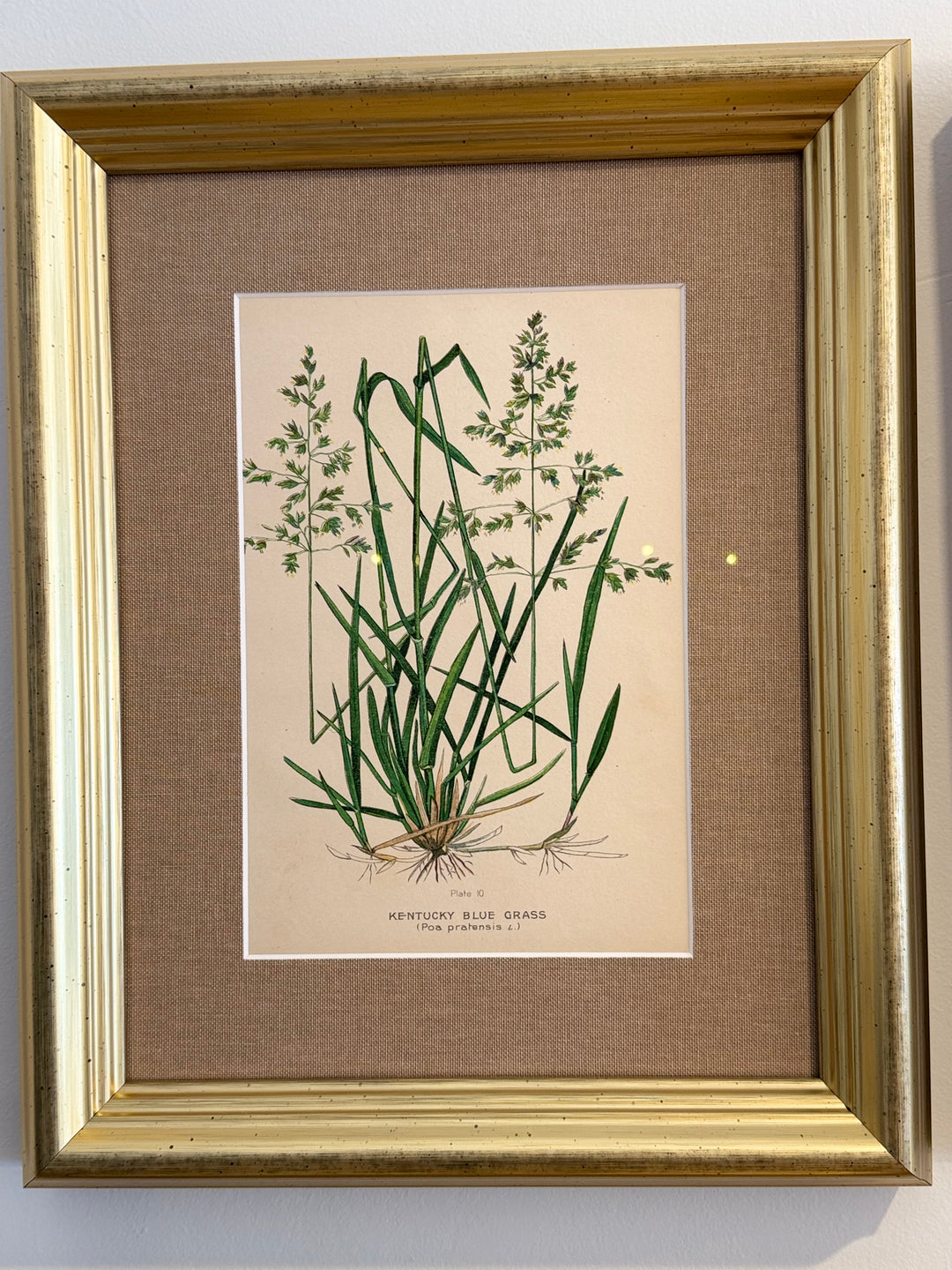 A Suite of Eight English Botanical Engravings, Late 19th Century