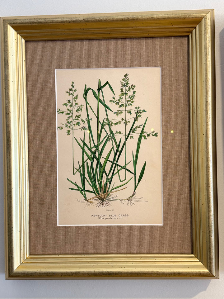 A Suite of Eight English Botanical Engravings, Late 19th Century