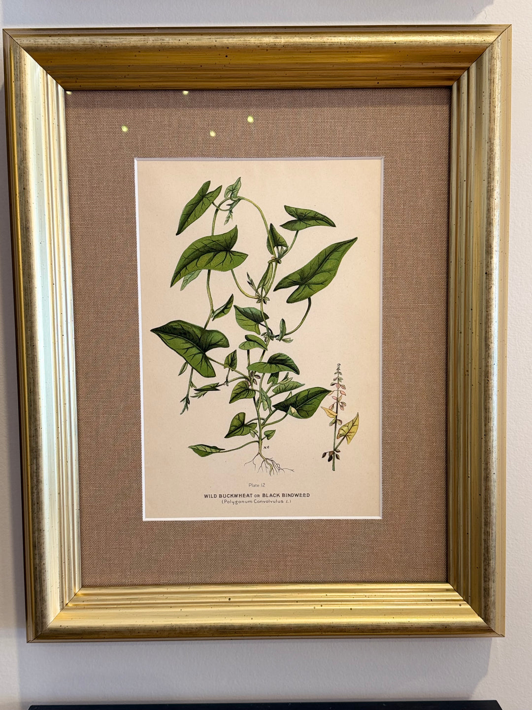 A Suite of Eight English Botanical Engravings, Late 19th Century