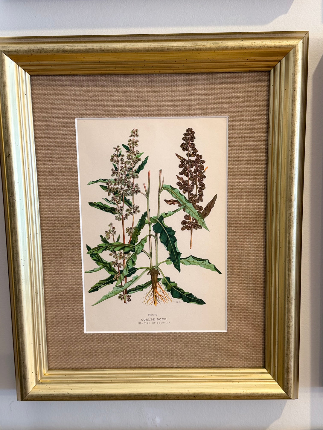 A Suite of Eight English Botanical Engravings, Late 19th Century