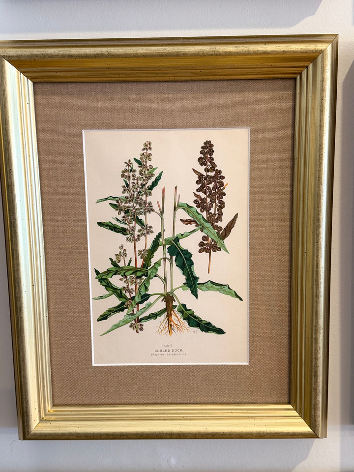 A Suite of Eight English Botanical Engravings, Late 19th Century