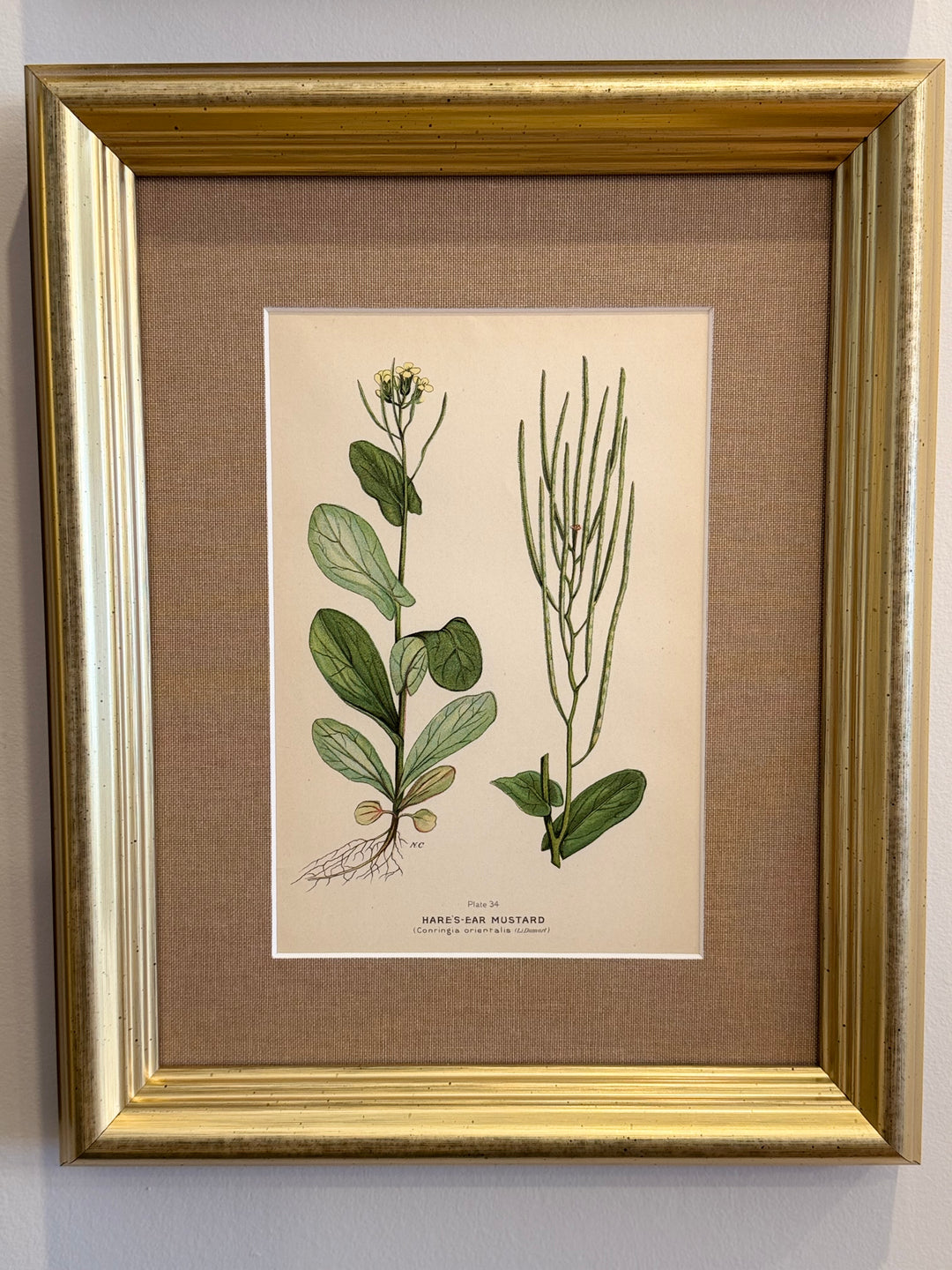 A Suite of Eight English Botanical Engravings, Late 19th Century