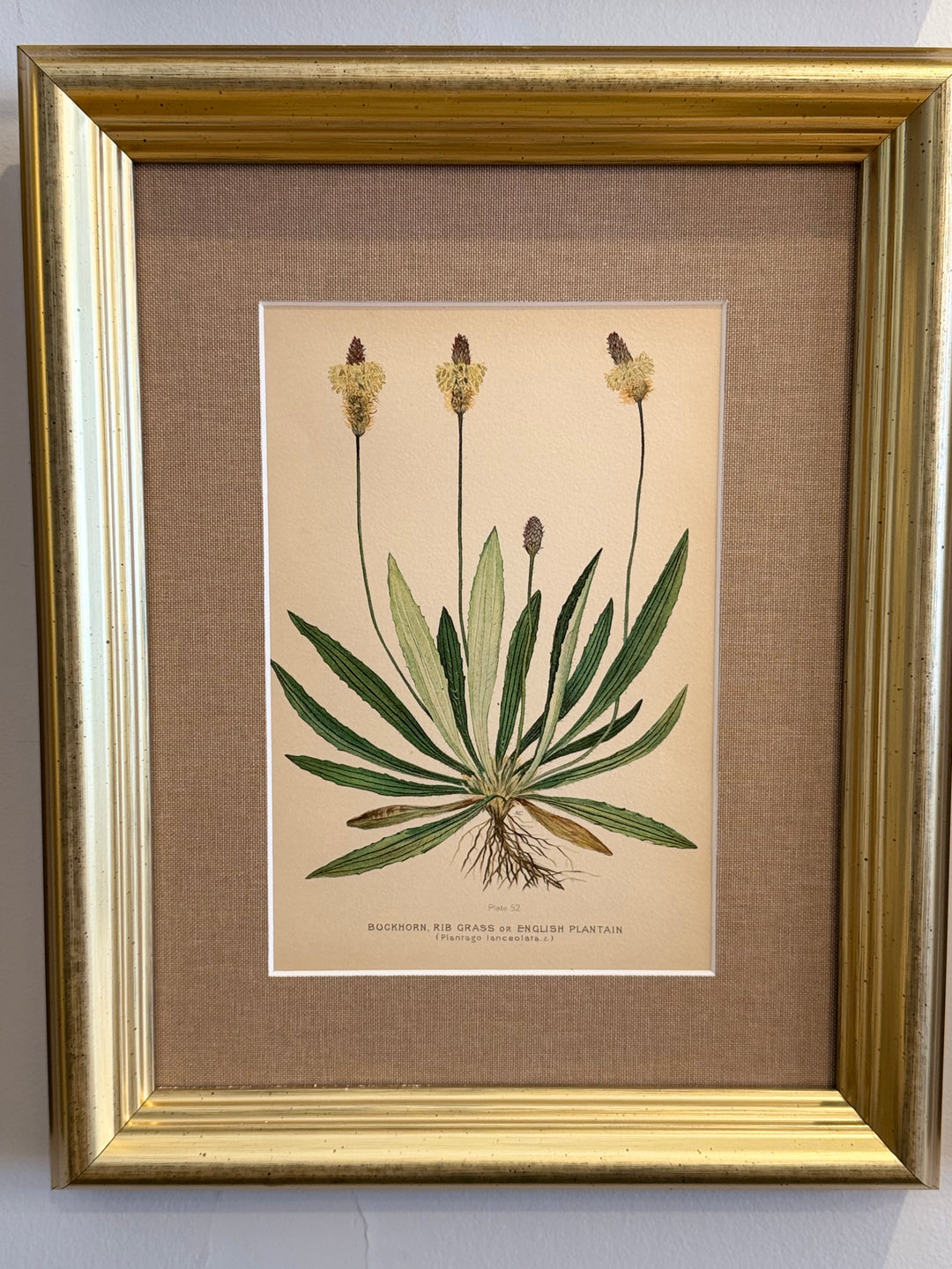 A Suite of Eight English Botanical Engravings, Late 19th Century