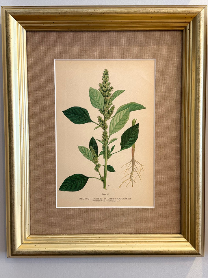 A Suite of Eight English Botanical Engravings, Late 19th Century